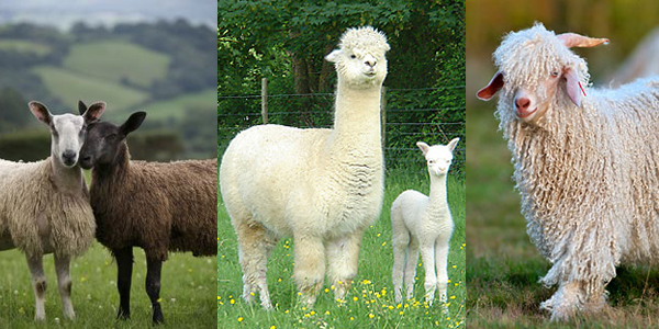 fils à tricoter fibres naturelles animales